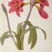Amaryllis Brasiliensis, from `Les Liliacees'